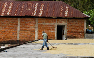 Our first Guatemalan coffee of the season!