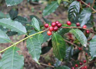 Meet the Varietal: Typica