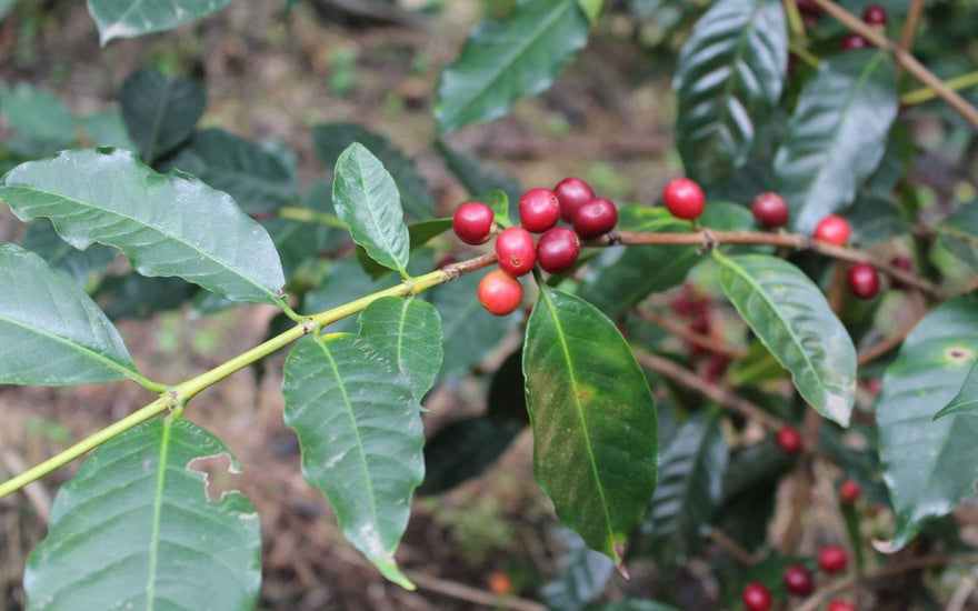 Meet the Varietal: Typica