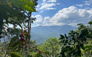Mecca in Mexico: Oaxaca Wow