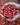 Gachatha Kenya Single Origin Coffee Hands holding coffee cherry