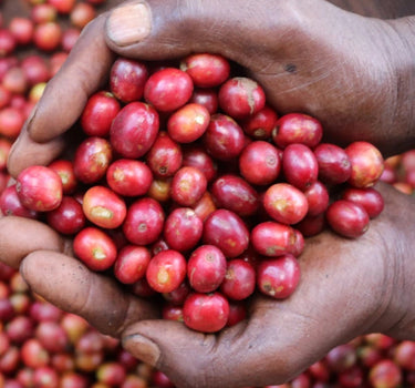 Gachatha Kenya Single Origin Coffee Hands holding coffee cherry