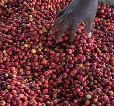 Hand reaching into a pile of red coffee cherries
