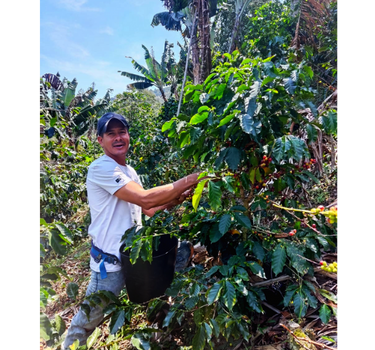 Mecca Coffee - Bernardo de Jesus Sanchez - Archived Coffee, Central America, Coffee Beans, Colombia, GST Exempt, Light & Floral, Single Origin