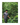 Mecca Coffee - Audiel Moreno - Archived Coffee, Bright & Juicy, Central America, Coffee Beans, GST Exempt, Honduras, Single Origin
