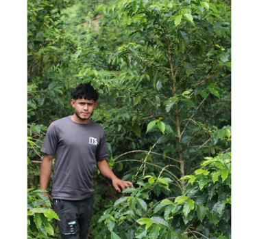 Mecca Coffee - Audiel Moreno - Archived Coffee, Bright & Juicy, Central America, Coffee Beans, GST Exempt, Honduras, Single Origin