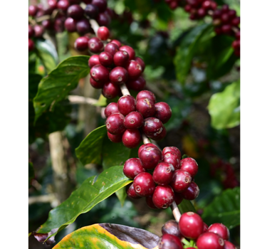 Mecca Coffee - Jose Minero - Bright & Juicy, Central America, Coffee Beans, GST Exempt, Peru, Single Origin