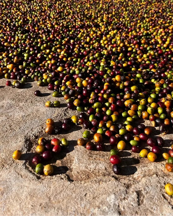 Mecca Coffee Celso & Gertrudes Brazil Specialty Coffee Producers Series Farm Natural  Process