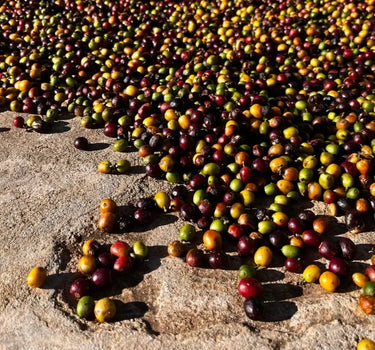 Mecca Coffee Celso & Gertrudes Brazil Specialty Coffee Producers Series Farm Natural  Process