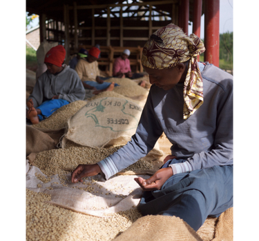 Mecca Coffee Gachatha Kenya Specialty Coffee Women picking coffee