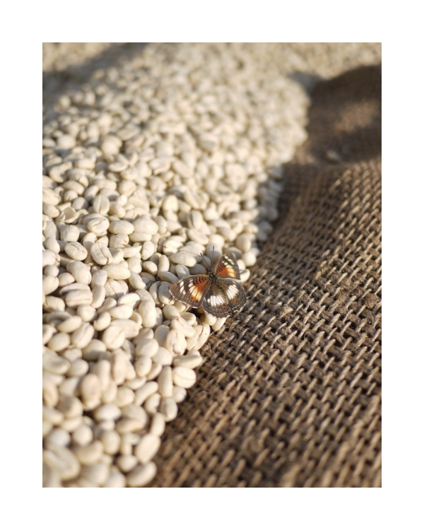 Mecca Coffee Gachatha Kenya Specialty Coffee Drying with Butterfly