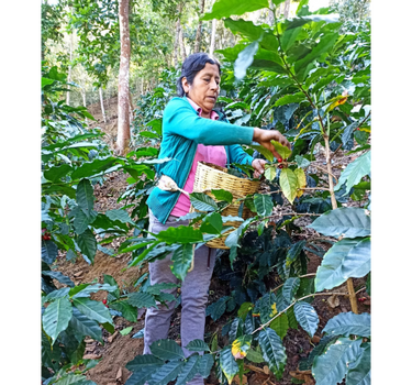 Mecca Coffee Juana Lopez Famer Oaxaca Mexico Specialty Coffee
