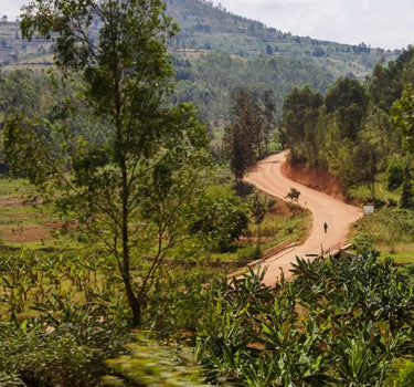Mecca Coffee - Philippe Sinoyobye - Africa, Coffee Beans, GST Exempt, Light & Floral, Rwanda, Single Origin