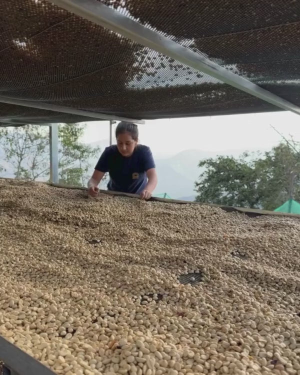 Merci Fernandez Peru Specialty Coffee Drying Bed video
